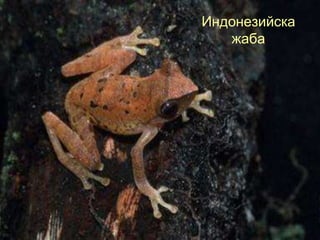 Индонезийска
   жаба
 