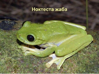 Ноктеста жаба
 
