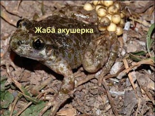 Жаба акушерка
 