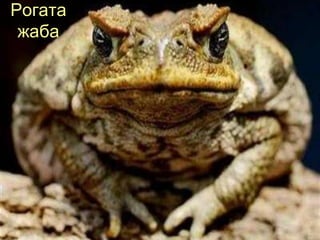Рогата
 жаба
 