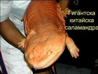 Гигантска
  китайска
саламандра
 