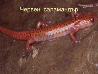 Червен саламандър
 