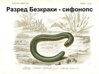 Разред Безкраки - сифонопс
 