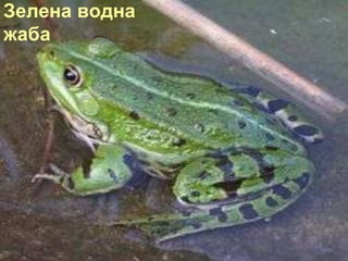Зелена водна
жаба
 