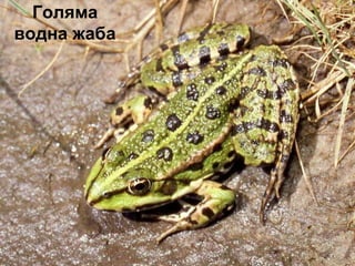 Голяма
водна жаба
 