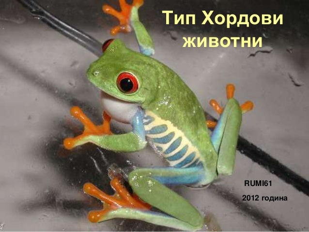 клас Земноводни