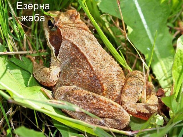 клас Земноводни