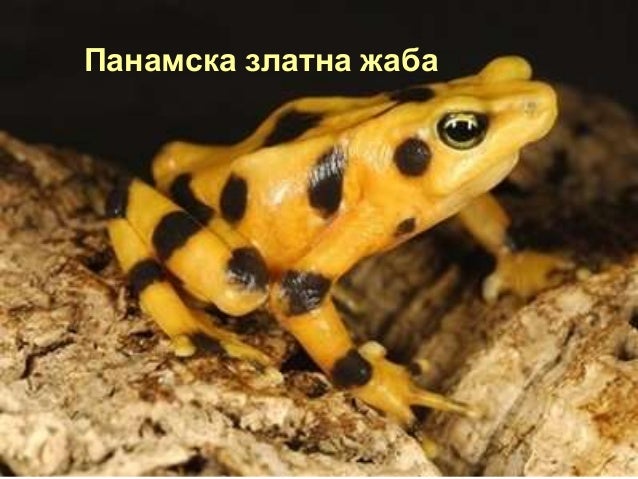 клас Земноводни