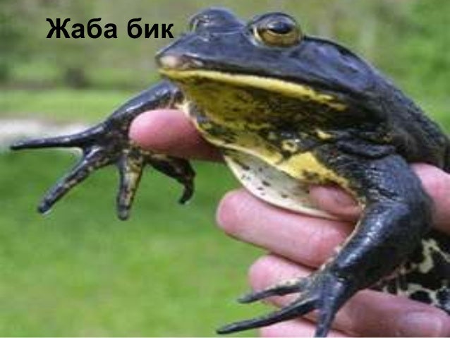 клас Земноводни