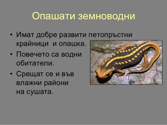 клас Земноводни