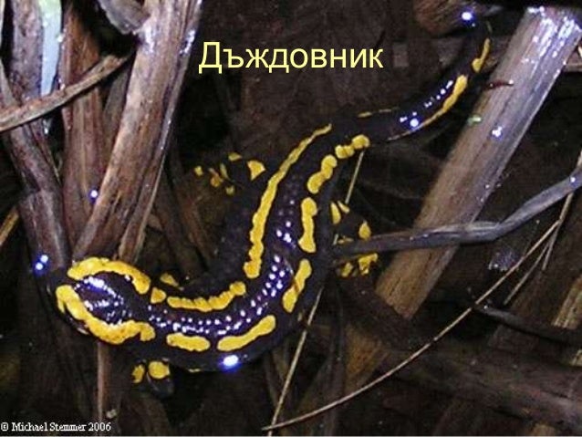 клас Земноводни