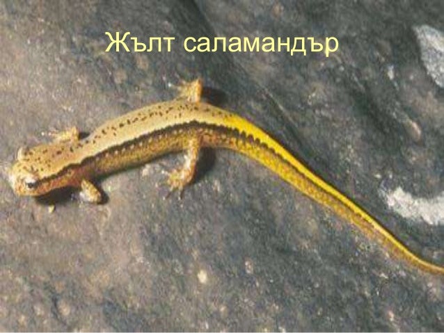 клас Земноводни