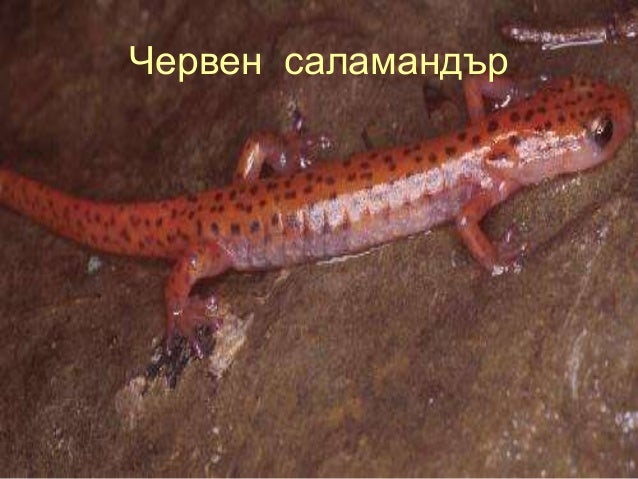 клас Земноводни