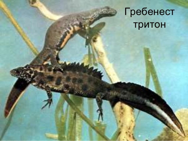 клас Земноводни