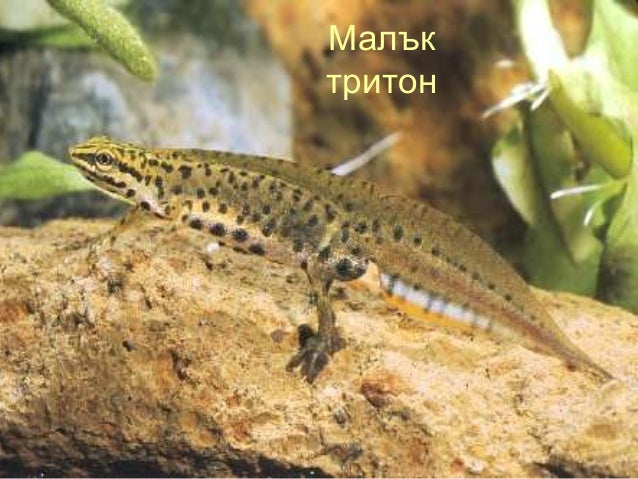 клас Земноводни