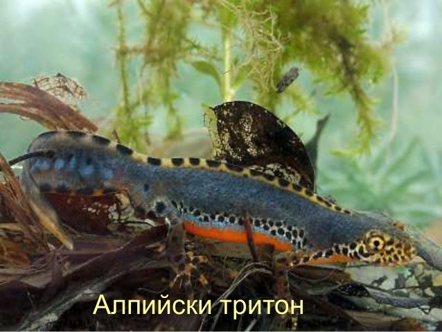 клас Земноводни