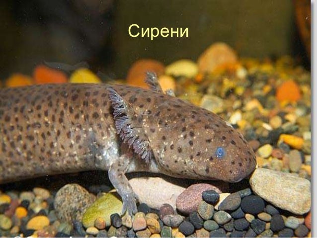 клас Земноводни