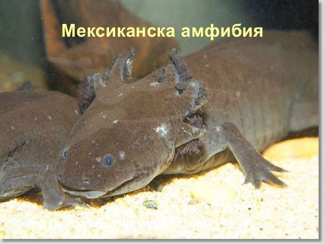 клас Земноводни