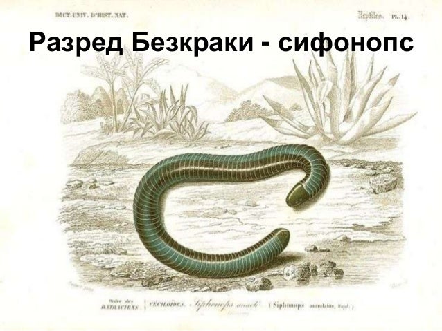 клас Земноводни