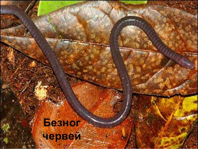 клас Земноводни