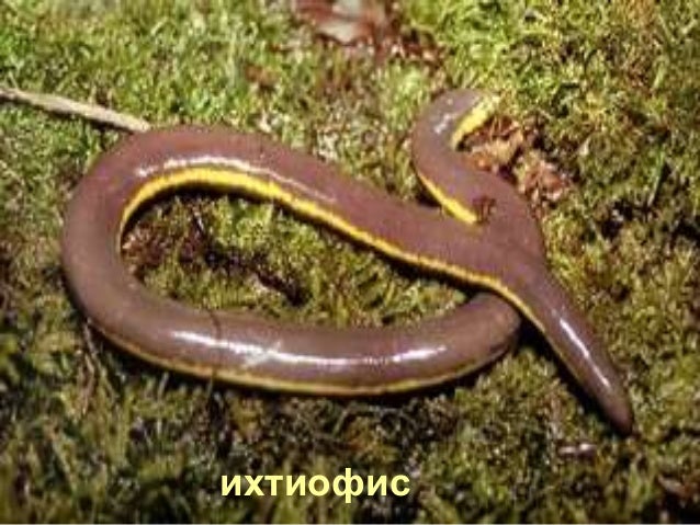 клас Земноводни