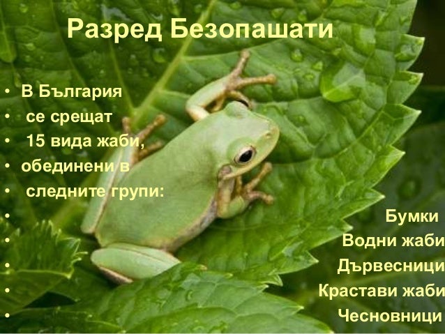 клас Земноводни