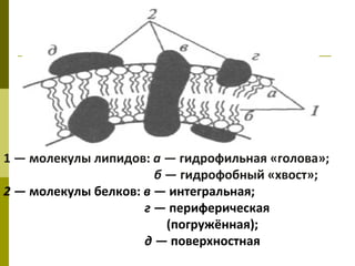 1 — молекулы липидов: а — гидрофильная «голова»;
                       б — гидрофобный «хвост»;
2 — молекулы белков: в — интегральная;
                     г — периферическая
                         (погружённая);
                     д — поверхностная
 
 