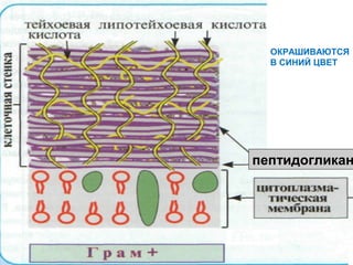 ОКРАШИВАЮТСЯ
  В СИНИЙ ЦВЕТ




пептидогликан
 