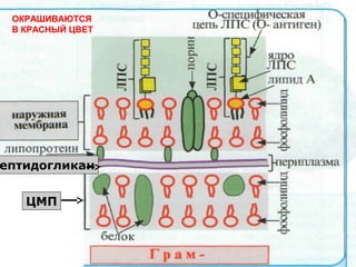 ОКРАШИВАЮТСЯ
 В КРАСНЫЙ ЦВЕТ




ептидогликан


   ЦМП
 