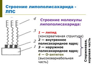 Строение липополисахарида -
ЛПС
             Строение молекулы
             липополисахарида:

            1 — липид
            (консервативная структура)
            2 — внутреннее
            полисахаридное ядро;
            3 — наружное
            полисахаридное ядро;
            4 — О-антиген
            (высоковариабельная
            часть)
 