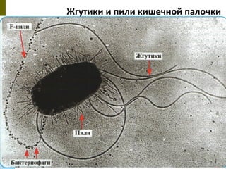 Жгутики и пили кишечной палочки
 