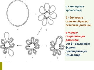 а - кольцевая
хромосома;

б - белковые
сшивки образуют
петлевые домены;

в –сверх-
спирализация
доменов;
 г и д - различные
формы
деконденсации
нуклеоида
 