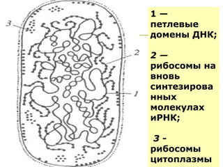 1—
петлевые
домены ДНК;

2—
рибосомы на
вновь
синтезирова
нных
молекулах
иРНК;

3-
рибосомы
цитоплазмы
 