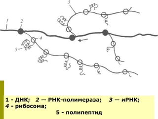 1 - ДНК; 2 — РНК-полимераза;    3 — иРНК;
4 - рибосома;
               5 - полипептид
 