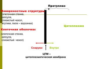 Протоплас
                                    т
Поверхностные структуры
(клеточная стенка,
капсула,
слизистый чехол,
жгутики, пили – ворсинки)
                                              Цитоплазма
Клеточная оболочка:
(клеточная стенка,
 капсула,
 слизистый чехол)


                        Снаружи      Внутри

                                ЦПМ –
                     цитоплазматическая мембрана
 