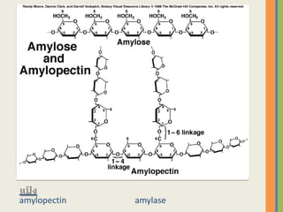 amylopectin   amylase
 