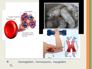         :hemoglobin, hemocyanin, myoglobin
    O2
 