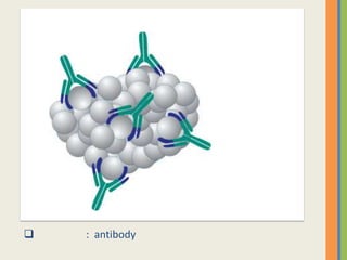    : antibody
 