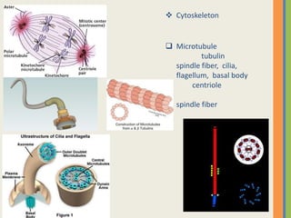 Centriole
•           Spindle fiber

    centriole 2
    centrosome
 