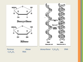 Pentose      ribose   deoxyribose C5H10O4   DNA
 C5H10O5   RNA
 