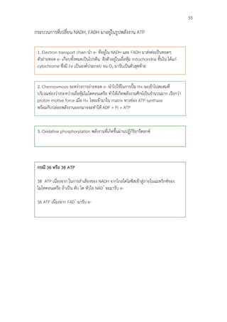                                                                                               55

กระบวนการที่เปลี่ยน NADH, FADH มาอยูในรูปพลังงาน ATP

       1. Electron transport chain นํา e- ที่อยูใน NADH และ FADH มาสงตอเปนทอดๆ
       ตัวถายทอด e- เกือบทั้งหมดเปนโปรตีน ฝงตัวอยูในเยื่อหุม mitochondria ชั้นใน ไดแก
       cytochrome ซึ่งมี Fe เปนองคประกอบ จน O2 มารับเปนตัวสุดทาย


       2. Chemiosmosis ระหวางการถายทอด e- นําไปใชในการปม H+ จะเขาไปสะสมที่
       บริเวณชองวางระหวางเยื่อหุมไมโตคอนเดรีย ทําใหเกิดพลังงานศักยเปนจํานวนมาก เรียกวา
       proton motive force เมื่อ H+ ไหลเขามาใน matrix ทางชอง ATP synthase
       พรอมกับปลอยพลังงานออกมาจจะทําให ADP + Pi = ATP


       3. Oxidative phosphorylation พลังงานที่เกิดขึ้นผานปฏิกิริยารีดอกซ




       กรณี 36 หรือ 38 ATP

       38 ATP เนื่องจาก ในการลําเลียงของ NADH จากไกลโคไลซิสเขาสูภายในแมทริกซของ
       ไมโทคอนเดรีย ถาเปน ตับ ไต หัวใจ NAD+ จะมารับ e-

       36 ATP เนื่องจาก FAD+ มารับ e-
 