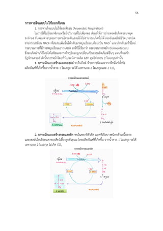                                                                                           56

การหายใจแบบไมใชออกซิเจน
          1. การหายใจแบบไมใชออกซิเจน (Anaerobic Respiration)
          ในกรณีที่ไมมีออกซิเจนหรือมีปริมาณที่ไมเพียงพอ สงผลใหการถายทอดอิเล็กตรอนหยุด
ชะงักลง ขั้นตอนตางๆของการหายใจระดับเซลลจึงไมสามารถเกิดขึ้นได เซลลของสิ่งมีชีวิตบางชนิด
สามารถเปลี่ยน NADH ที่สะสมเพิ่มขึ้นใหกลับมาหมุนเวียนเปลี่ยนเปน NAD+ และนํากลับมาใชใหม
กระบวนการที่มีการหมุนเวียนเอา NADH มาใชนี้เรียกวา กระบวนการหมัก (fermentation)
ซึ่งจะเกิดผานวิถีไกลโคไลซิสและกรดไพรูวิกจะถูกเปลี่ยนเปนสารผลิตภัณฑอื่นๆ แทนที่จะเขา
วัฎจักรเครบส ดังนั้นการหมักโดยทั่วไปจะมีการผลิต ATP สุทธิจํานวน 2 โมเลกุลเทานั้น
          1. การหมักแบบสรางแอลกอฮอล พบในยีสต พืชบางชนิดและรากพืชที่แชน้ําขัง
ผลิตภัณฑที่เกิดขึ้นจากน้ําตาล 1 โมเลกุล จะได เอทานอล 2 โมเลกุลและ 2 CO2




      2. การหมักแบบสรางกรดแลกติก พบในพยาธิตัวตืด แบคทีเรียบางชนิดกลามเนื้อลาย
และเซลลเม็ดเลือดแดงของสัตวเลี้ยงลูกดวยนม โดยผลิตภัณฑที่เกิดขึ้น จากน้ําตาล 1 โมเลกุล จะได
เอทานอล 2 โมเลกุล ไมเกิด CO2
 