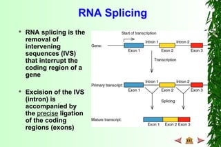 RNA Splicing
 RNA splicing is the
removal of
intervening
sequences (IVS)
that interrupt the
coding region of a
gene
 Excision of the IVS
(intron) is
accompanied by
the precise ligation
of the coding
regions (exons)
 