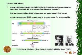Introns and exons:
 Eukaryote pre-mRNAs often have intervening introns that must be
removed during RNA processing (as do some viruses).
intron = non-coding DNA sequences between exons in a gene.
exon = expressed DNA sequences in a gene, code for amino acids.
1993: Richard Roberts (New England Biolabs) & Phillip Sharp (MIT)
 
