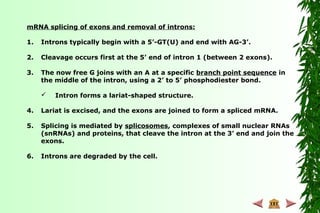 mRNA splicing of exons and removal of introns:
1. Introns typically begin with a 5’-GT(U) and end with AG-3’.
2. Cleavage occurs first at the 5’ end of intron 1 (between 2 exons).
3. The now free G joins with an A at a specific branch point sequence in
the middle of the intron, using a 2’ to 5’ phosphodiester bond.
 Intron forms a lariat-shaped structure.
4. Lariat is excised, and the exons are joined to form a spliced mRNA.
5. Splicing is mediated by splicosomes, complexes of small nuclear RNAs
(snRNAs) and proteins, that cleave the intron at the 3’ end and join the
exons.
6. Introns are degraded by the cell.
 
