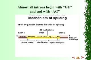 Almost all introns begin with “GU”
and end with “AG”
 