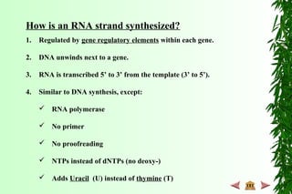 How is an RNA strand synthesized?
1. Regulated by gene regulatory elements within each gene.
2. DNA unwinds next to a gene.
3. RNA is transcribed 5’ to 3’ from the template (3’ to 5’).
4. Similar to DNA synthesis, except:
 RNA polymerase
 No primer
 No proofreading
 NTPs instead of dNTPs (no deoxy-)
 Adds Uracil (U) instead of thymine (T)
 