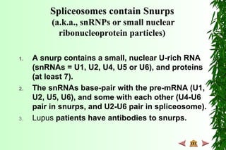 1. A snurp contains a small, nuclear U-rich RNA
(snRNAs = U1, U2, U4, U5 or U6), and proteins
(at least 7).
2. The snRNAs base-pair with the pre-mRNA (U1,
U2, U5, U6), and some with each other (U4-U6
pair in snurps, and U2-U6 pair in spliceosome).
3. Lupus patients have antibodies to snurps.
Spliceosomes contain Snurps
(a.k.a., snRNPs or small nuclear
ribonucleoprotein particles)
 