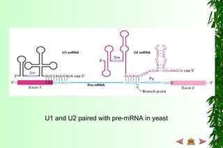 U1 and U2 paired with pre-mRNA in yeast
 