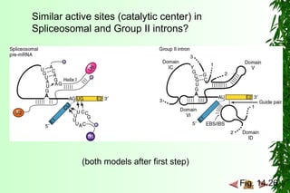 Fig. 14.26
Similar active sites (catalytic center) in
Spliceosomal and Group II introns?
(both models after first step)
 